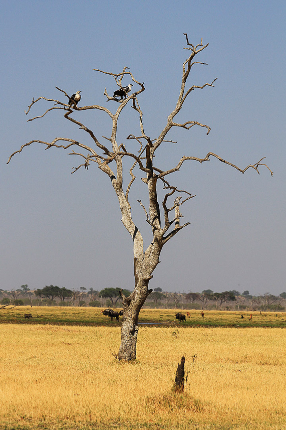 Fish eagles on the savann