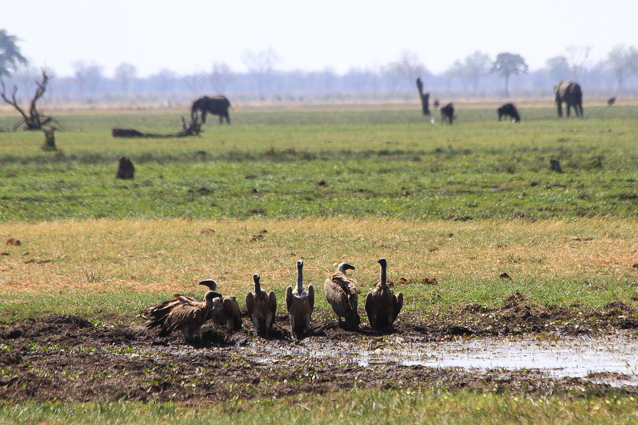 Vultures waiting for food