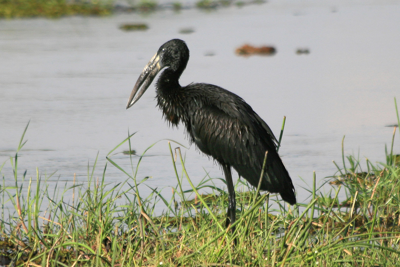 Openbilled stork