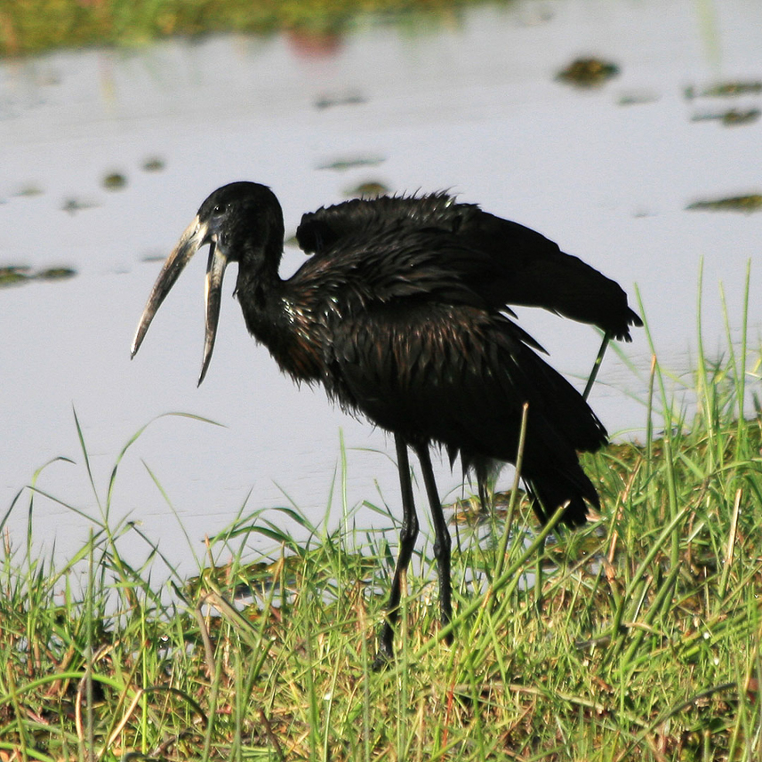 Openbilled stork