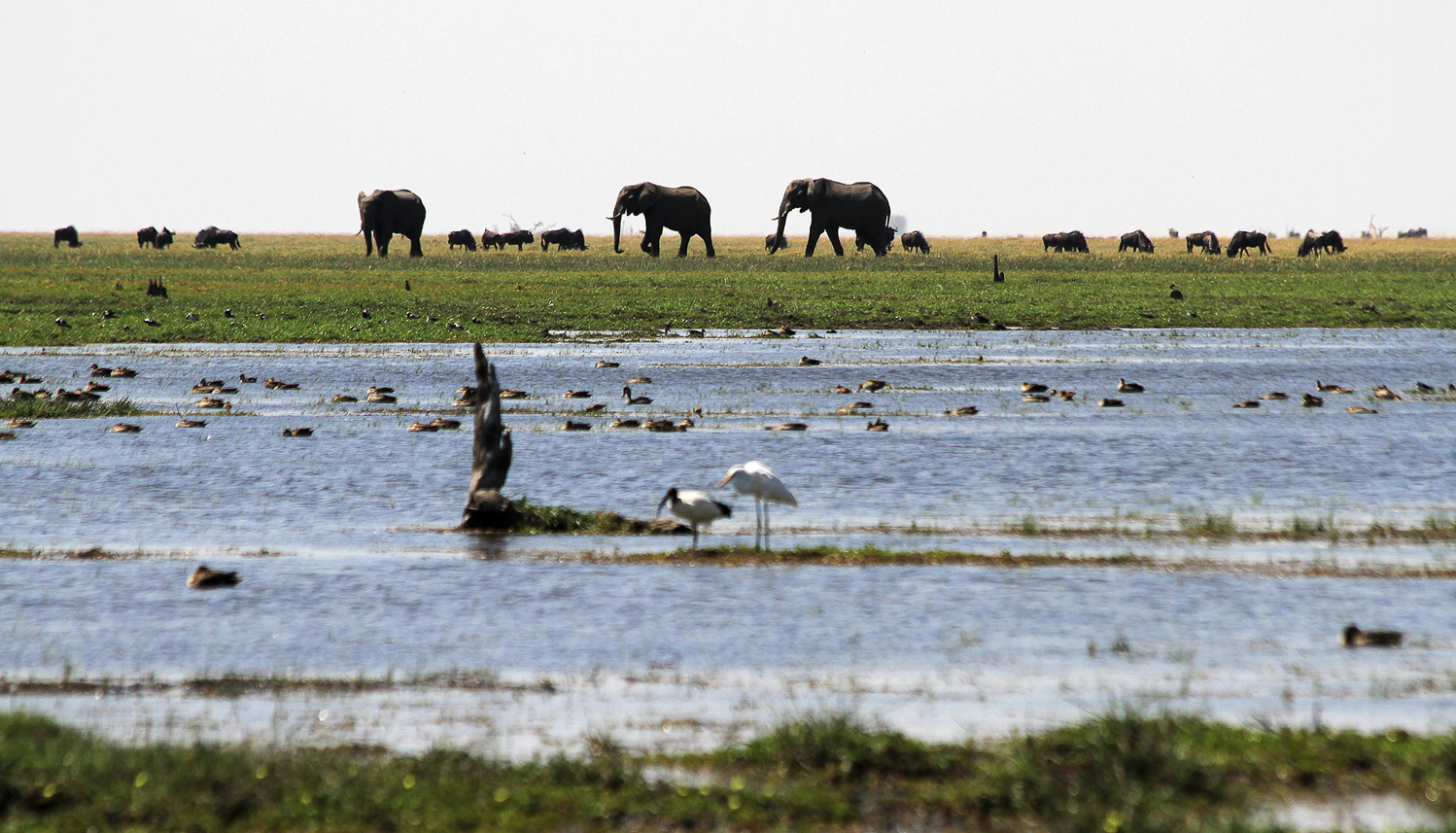 Savuti landscape