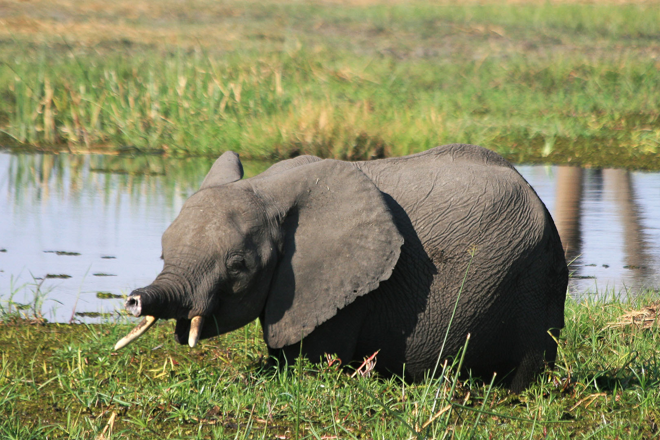 Poor elephant baby, lost his nose (crocodile or sickness?)