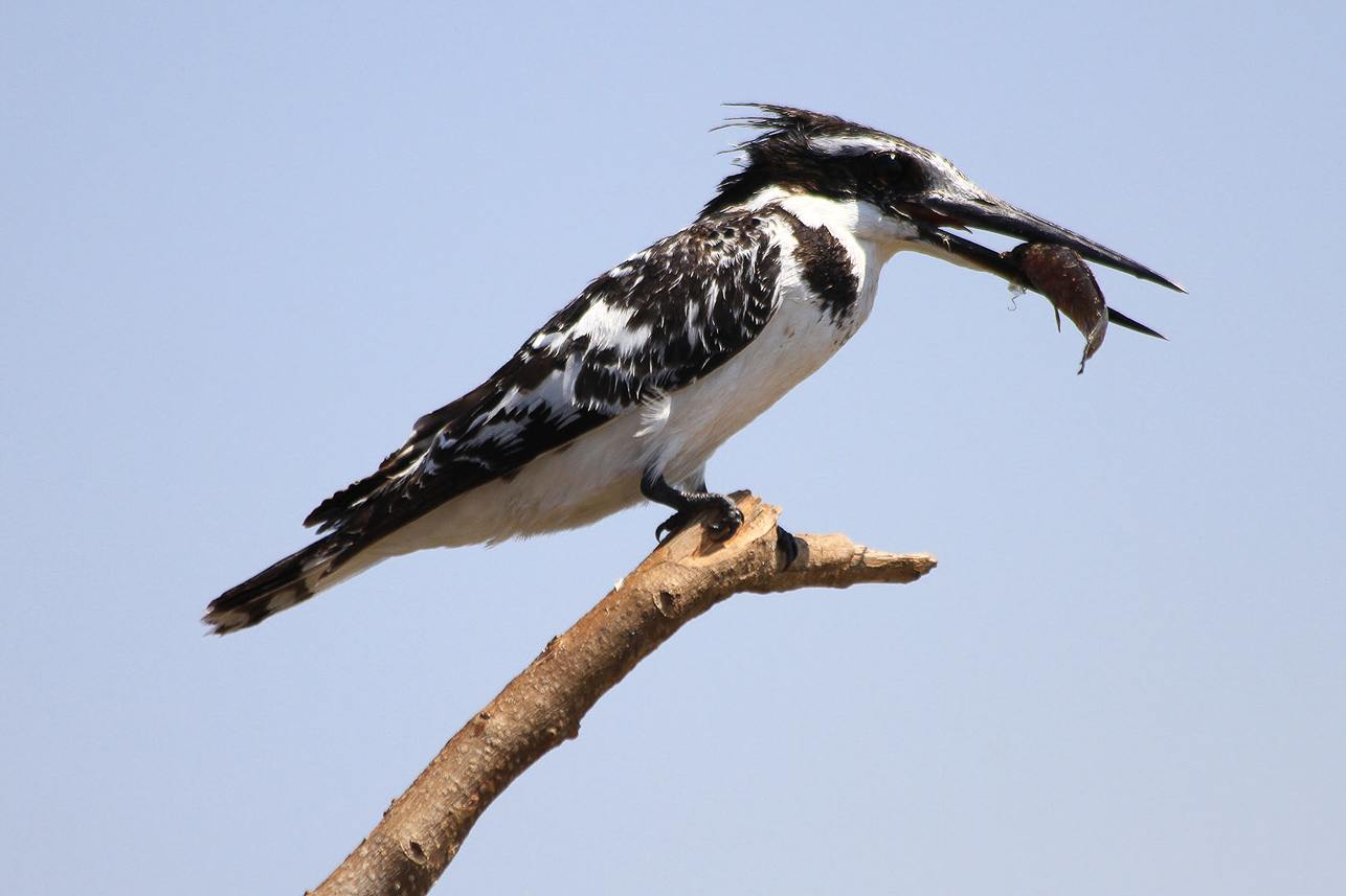 Pied king fisher