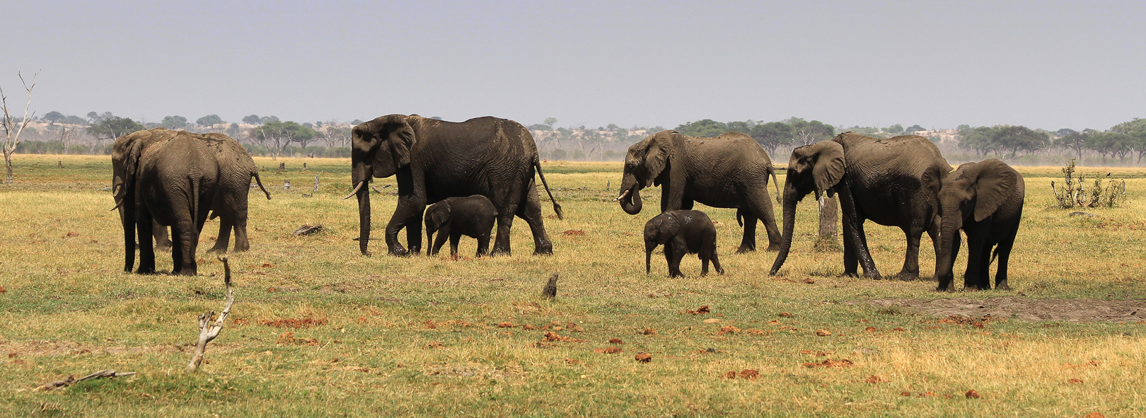 Elephant families in Savuti