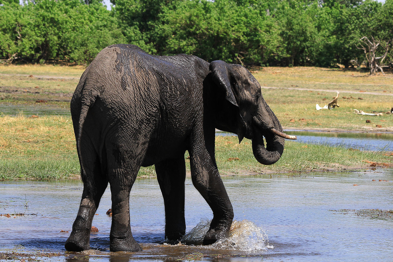 Elephant with clay on the skin