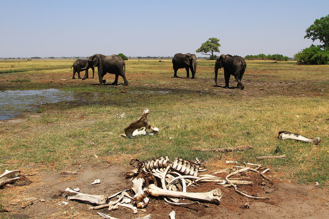 Dead and alive elephants