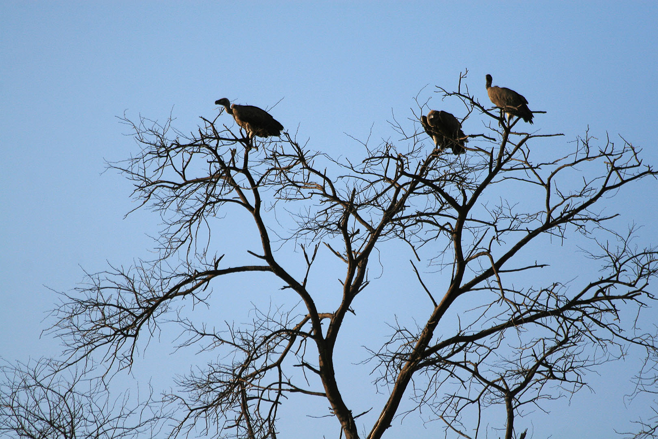 Vultures