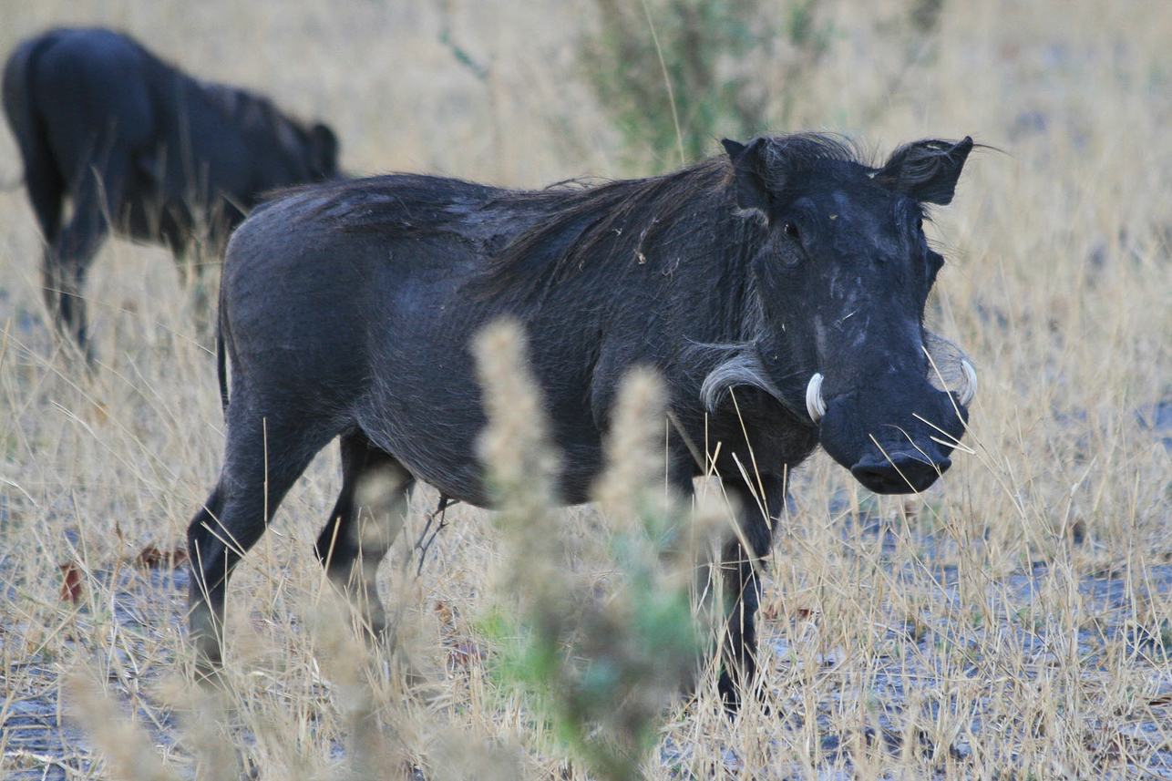 Pumba (warthog)