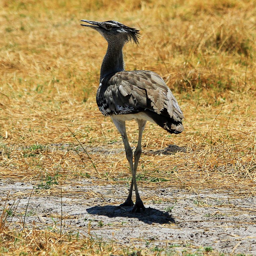 Kori bustard