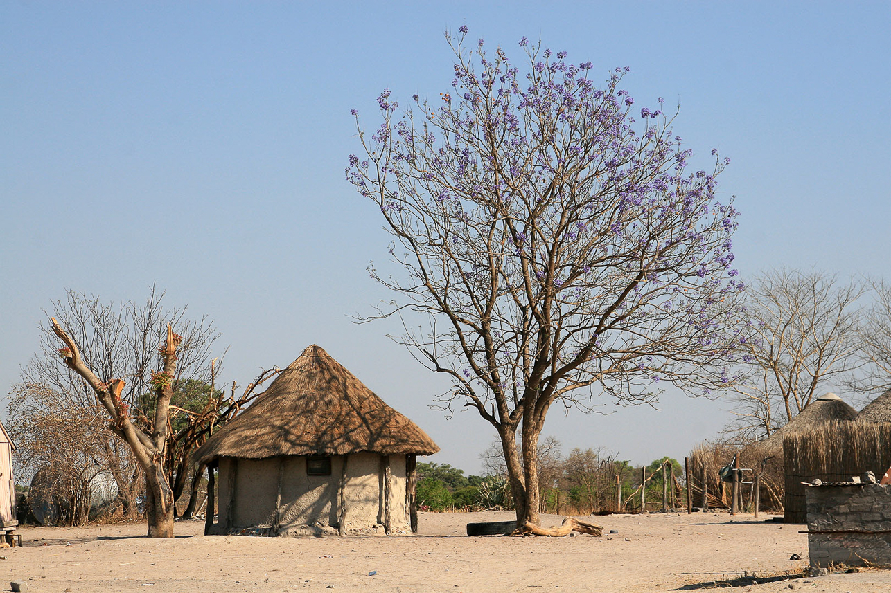 Village and jakaranda trree