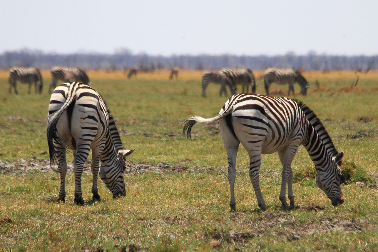 Zebras in Savuti