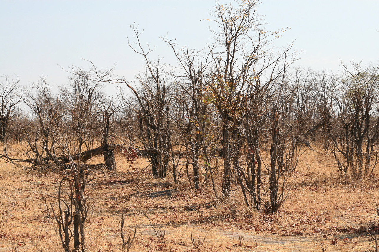 Trees hurt by elephants