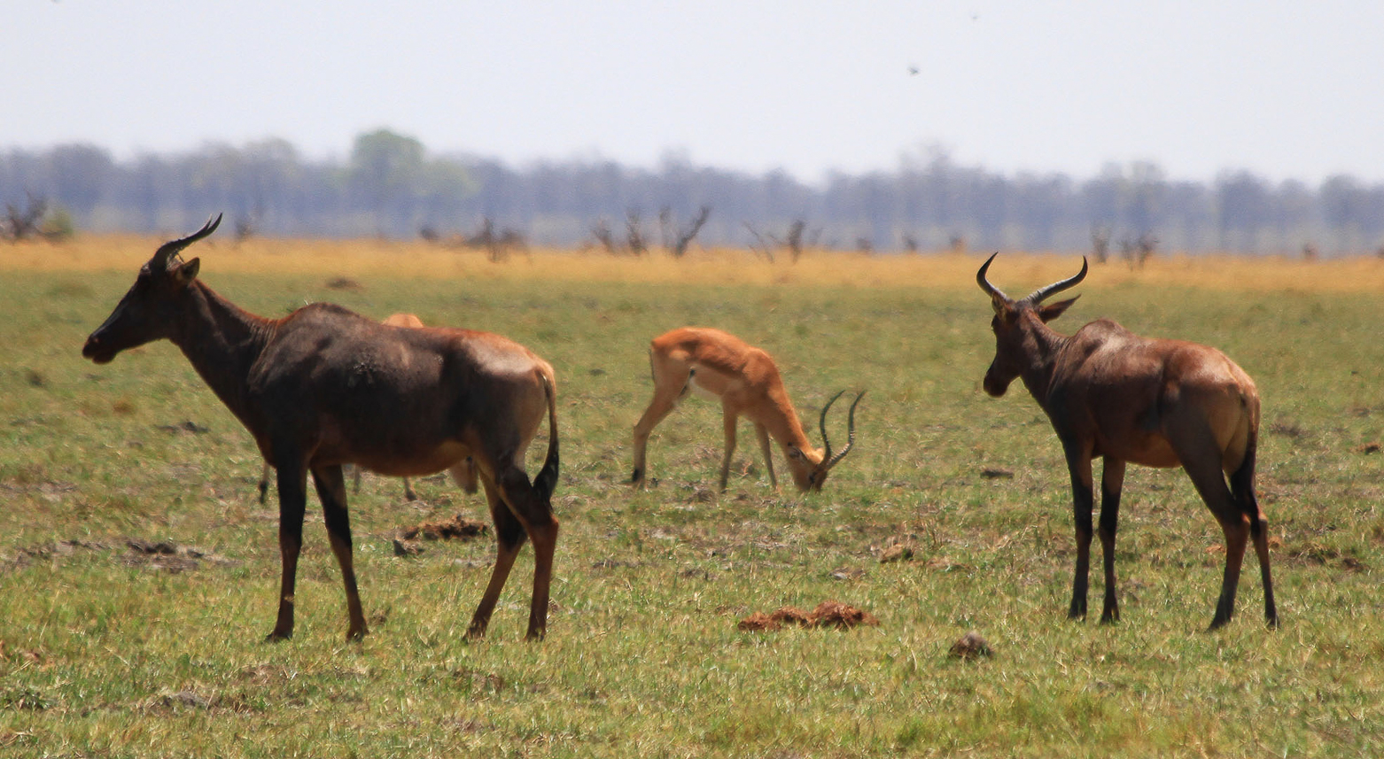 Antelopes