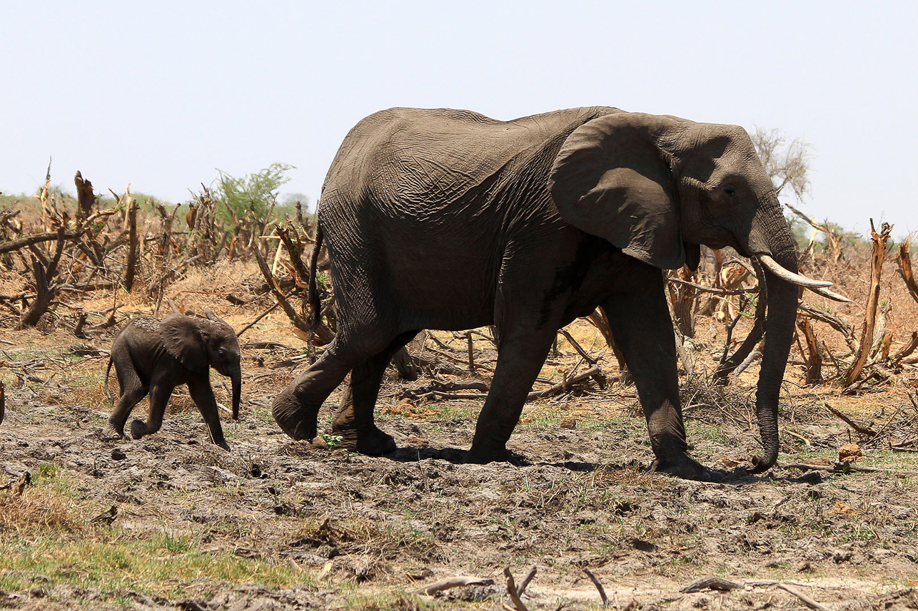 Newly born elephant kid (some days old) running after his mother