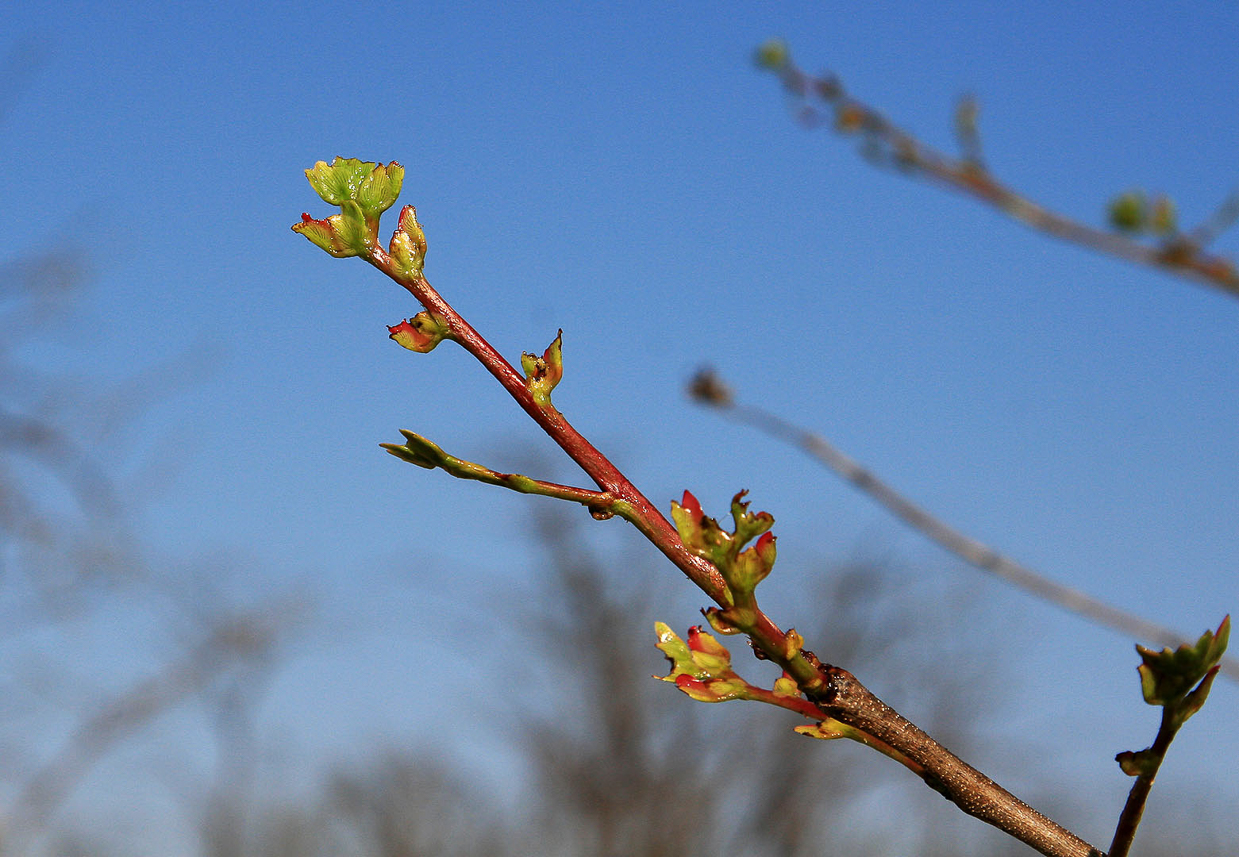 Spring with new fresh leaves