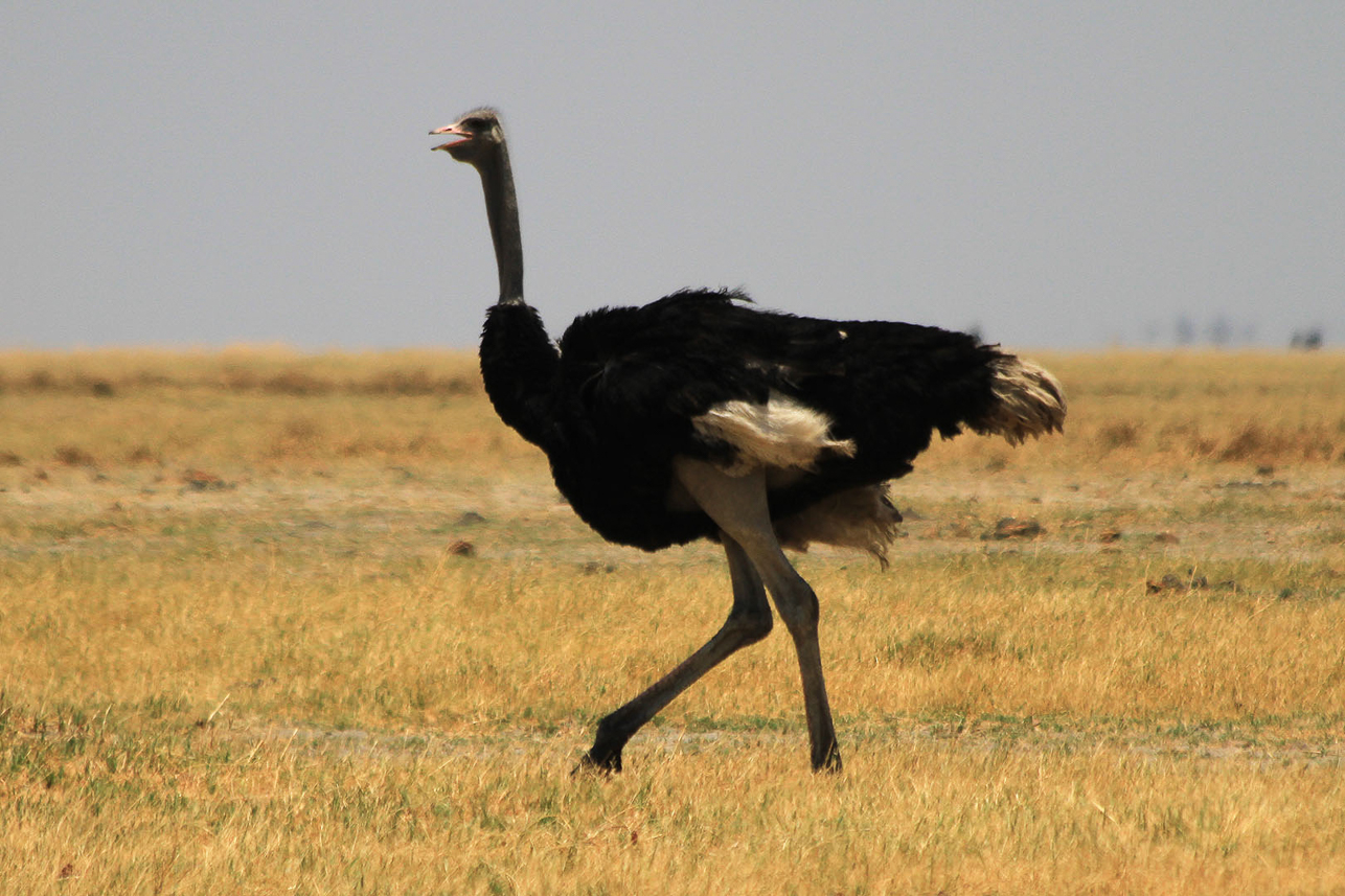 Ostrich