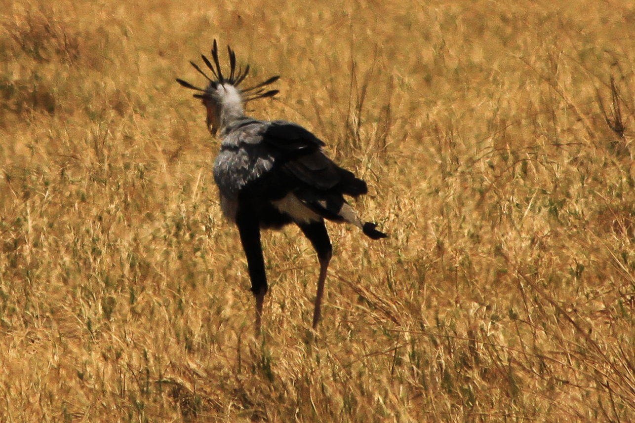 Secretary bird