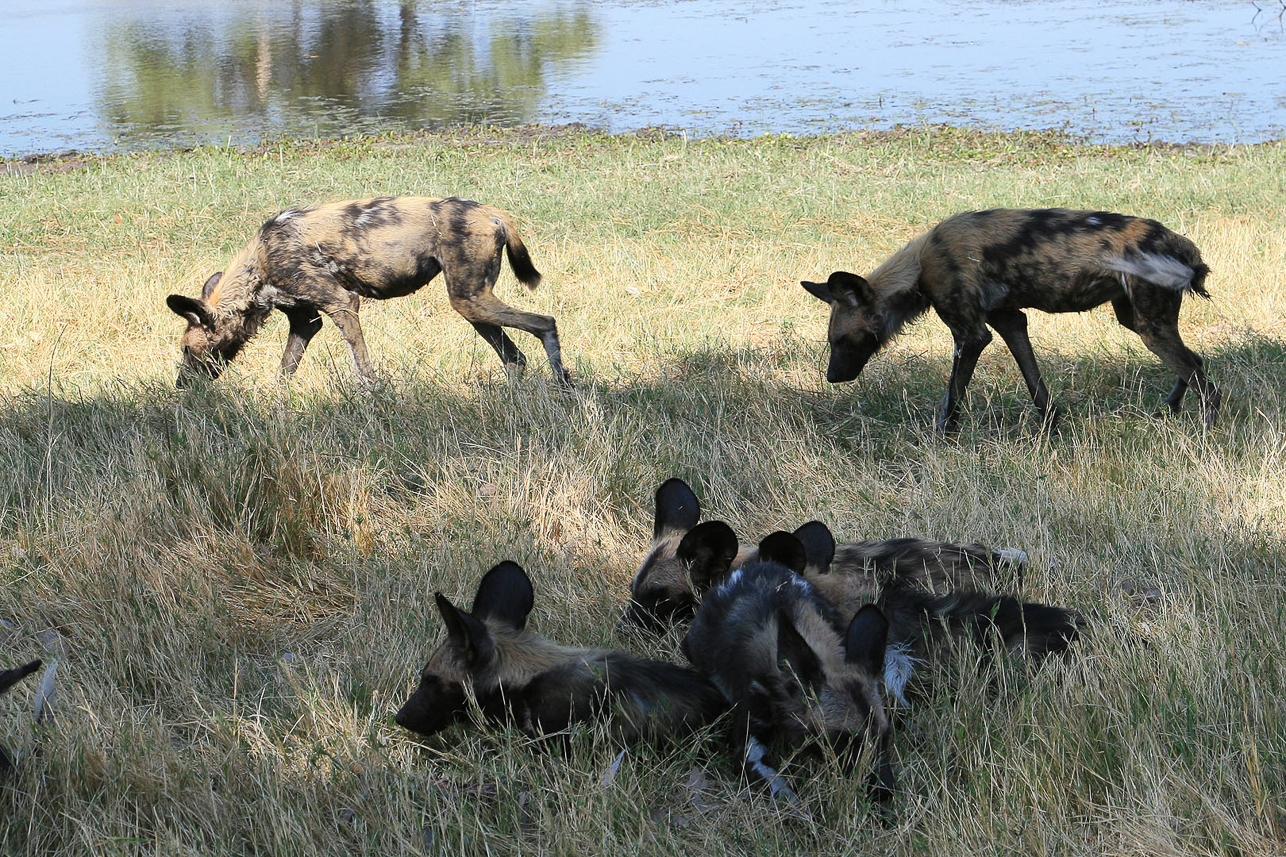 Wild dogs