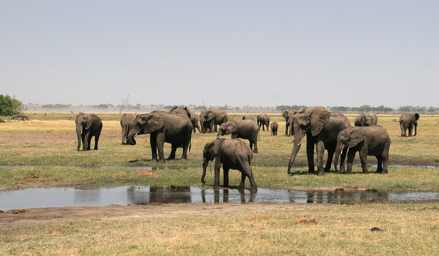 Many elephants in Savuti