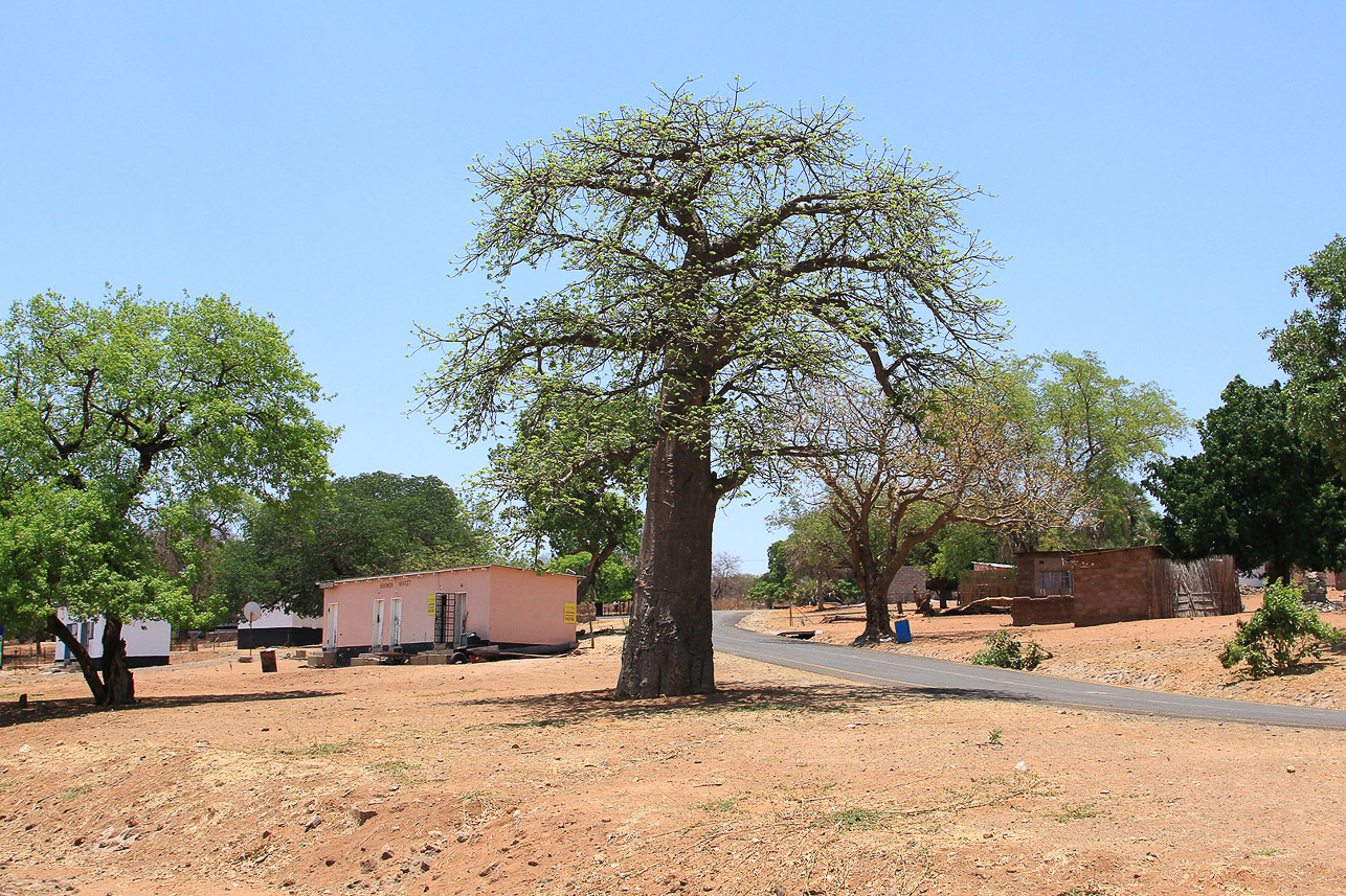 Baobab tree