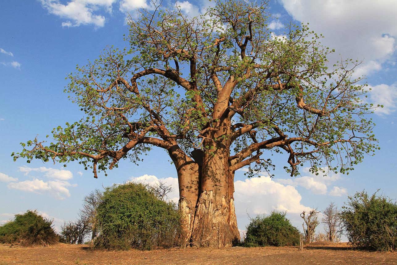 Baobab tree in Chobe