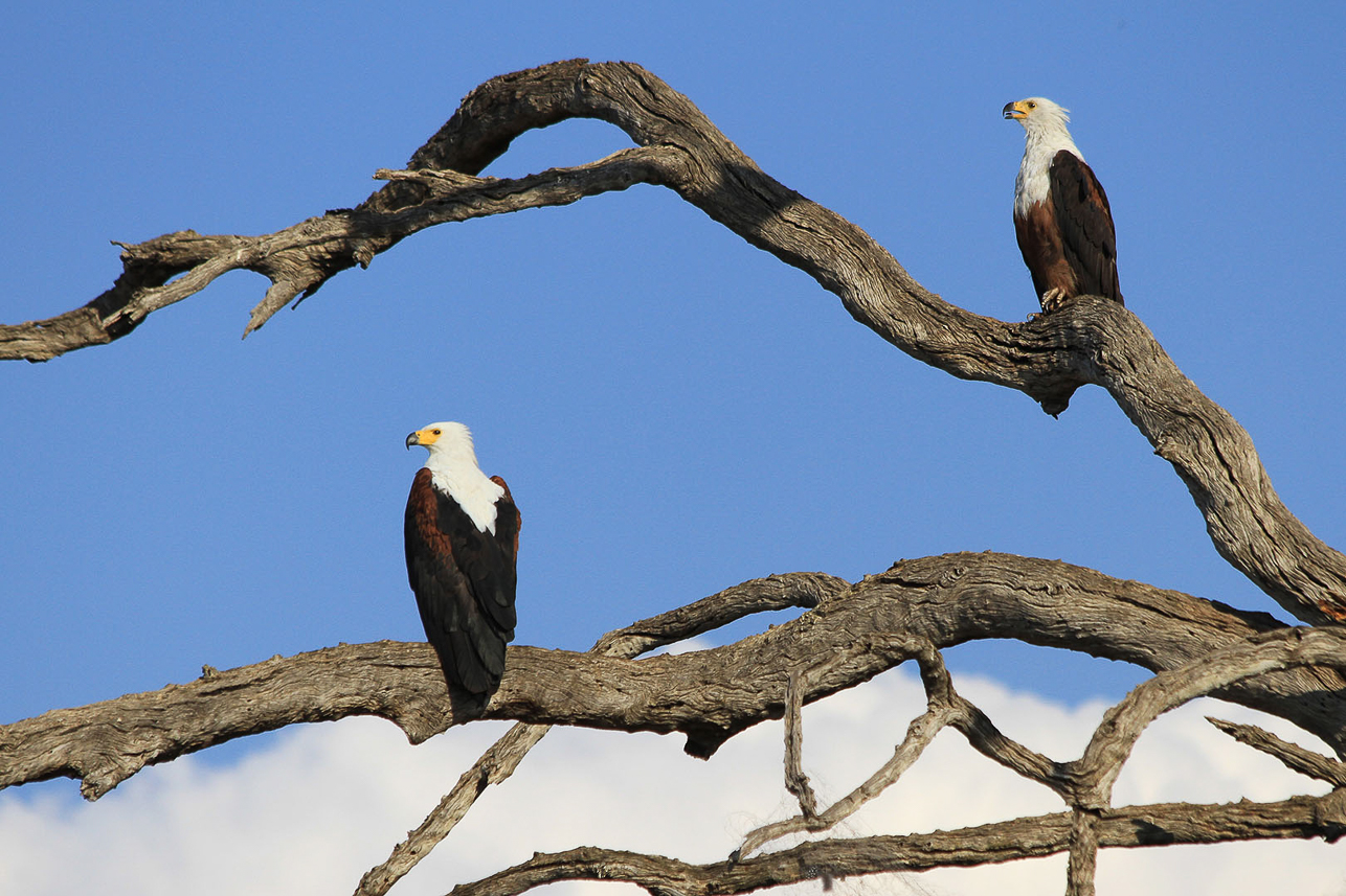 Fish eagles