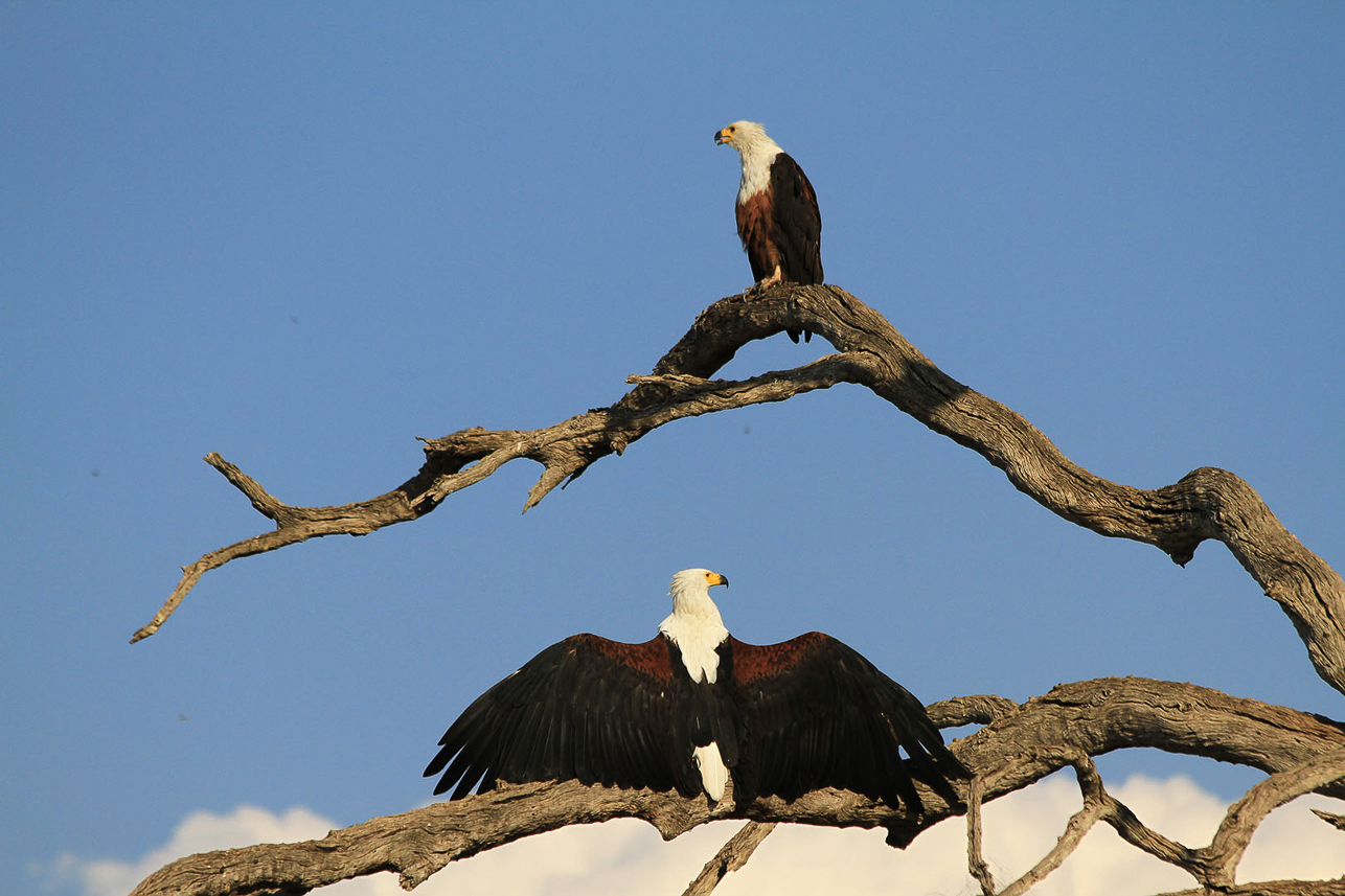 Fish eagles