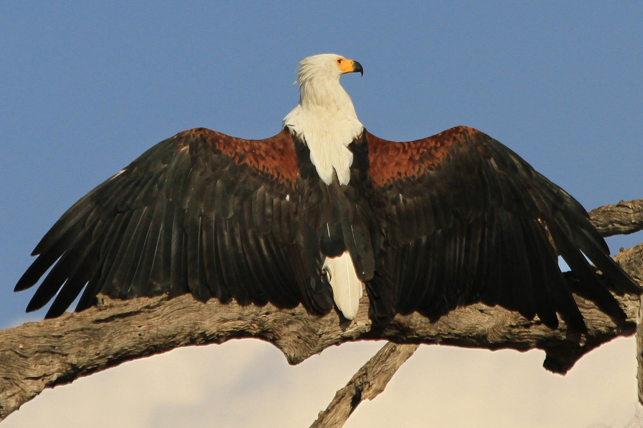 Fish eagle