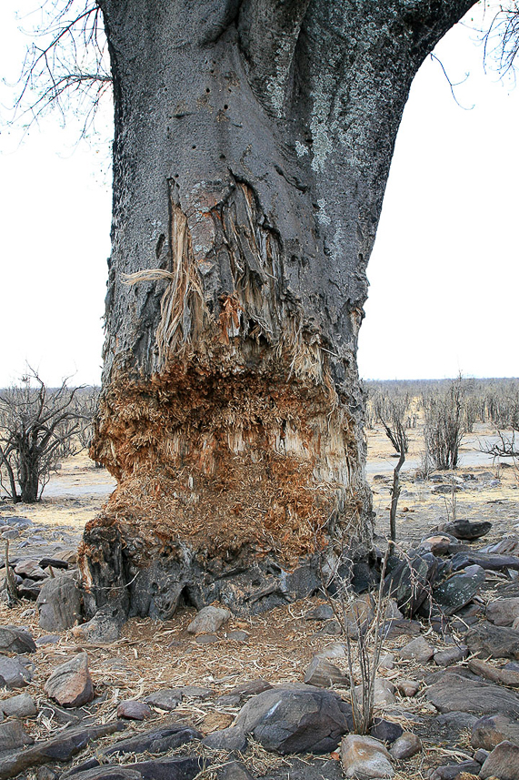 Elephants hurting baobab trees