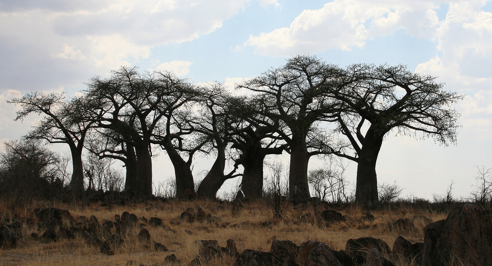 Baobab "island" in the desert