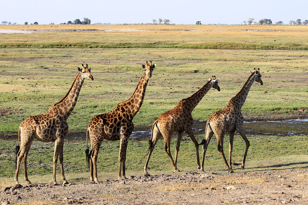 Giraffs in Chobe