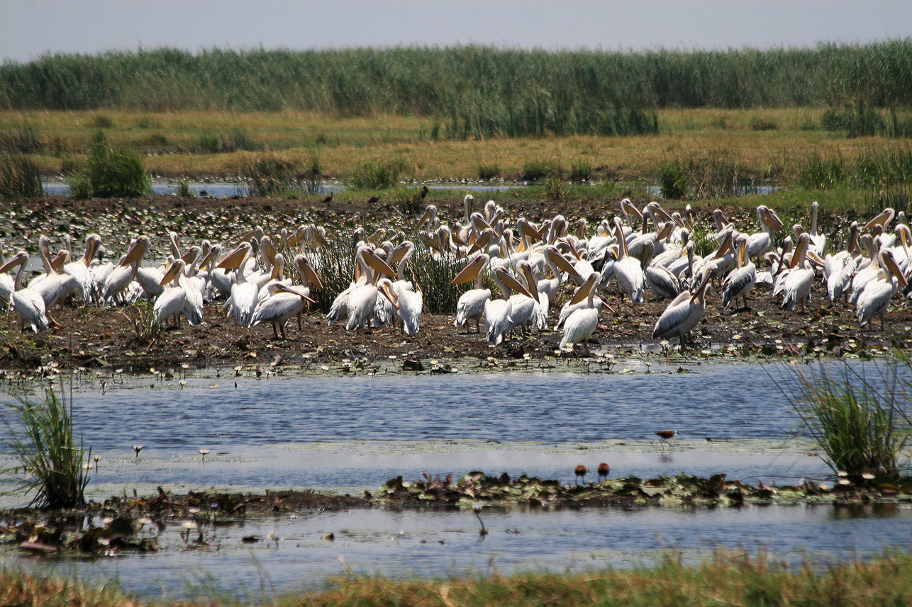 Pelicans