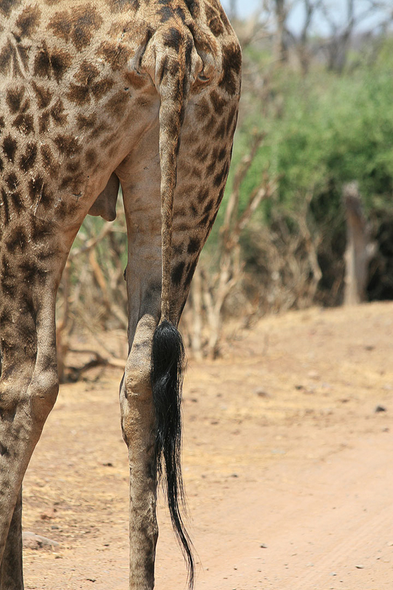 Giraff tail