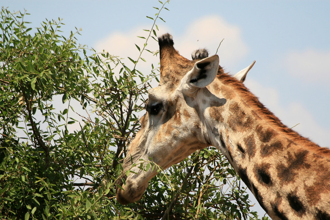 Giraff eating fresh leaves