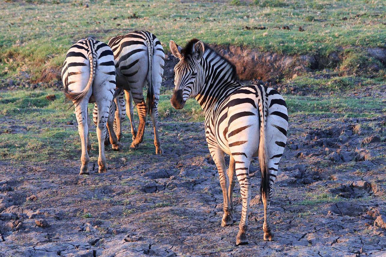 Zebras