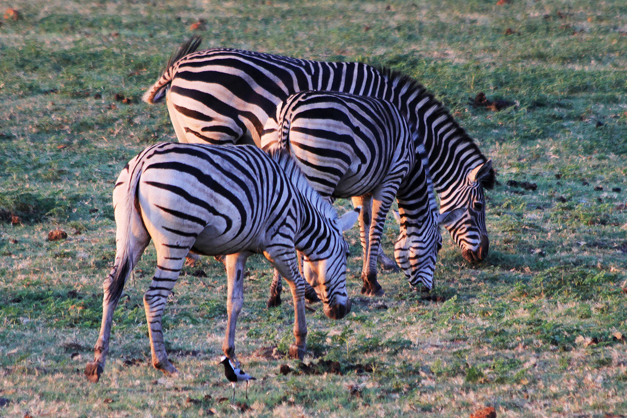 Zebras