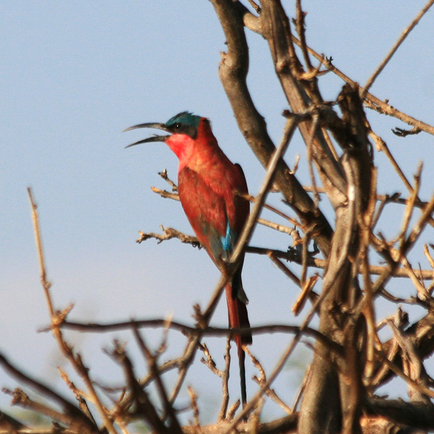 Bee eater