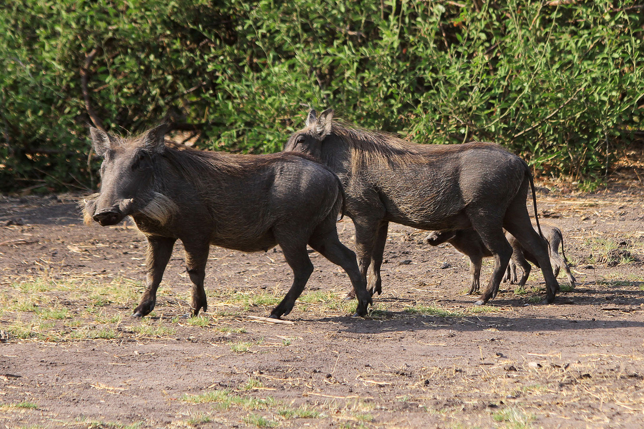 Warthog family