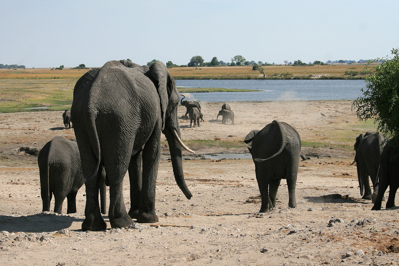 Elephants, throwing sand to protect the skin