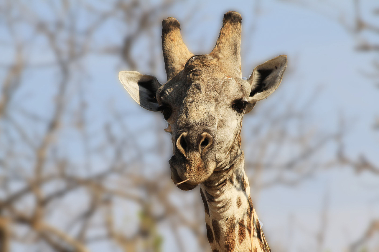 Curious giraff