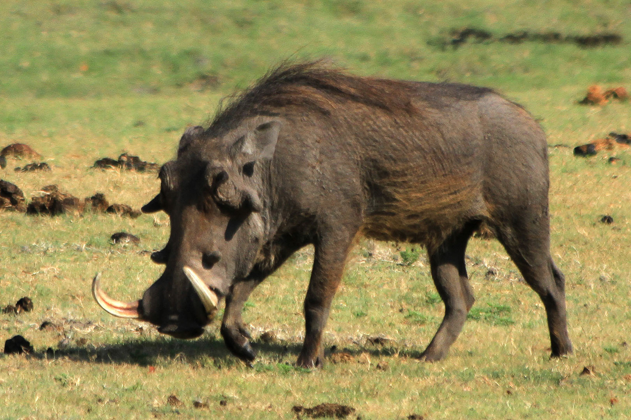 Warthog