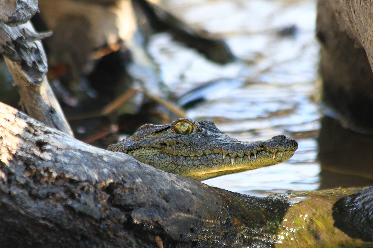 Crocodile kid, was very difficult to see