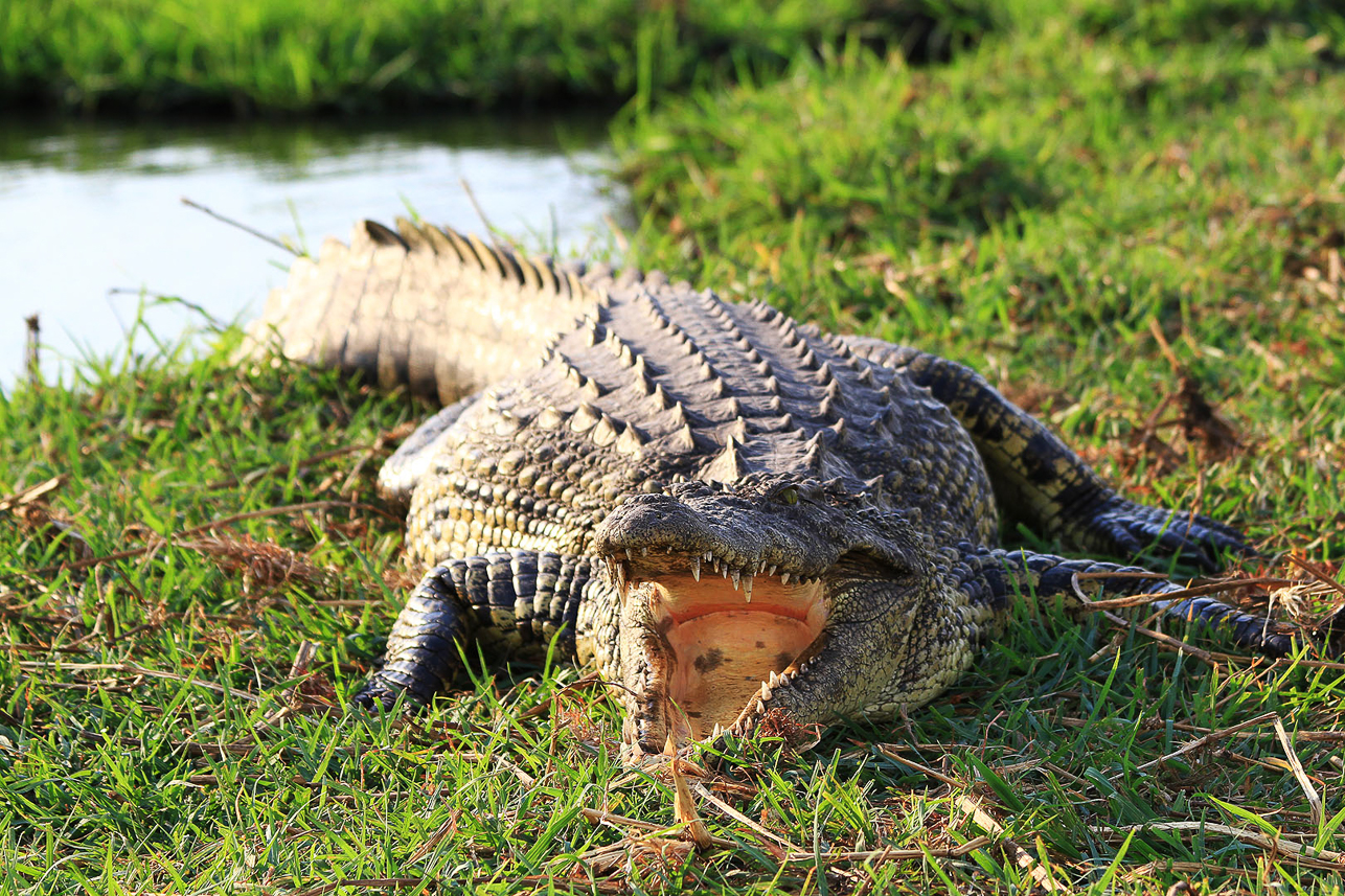 Crocodile mouth