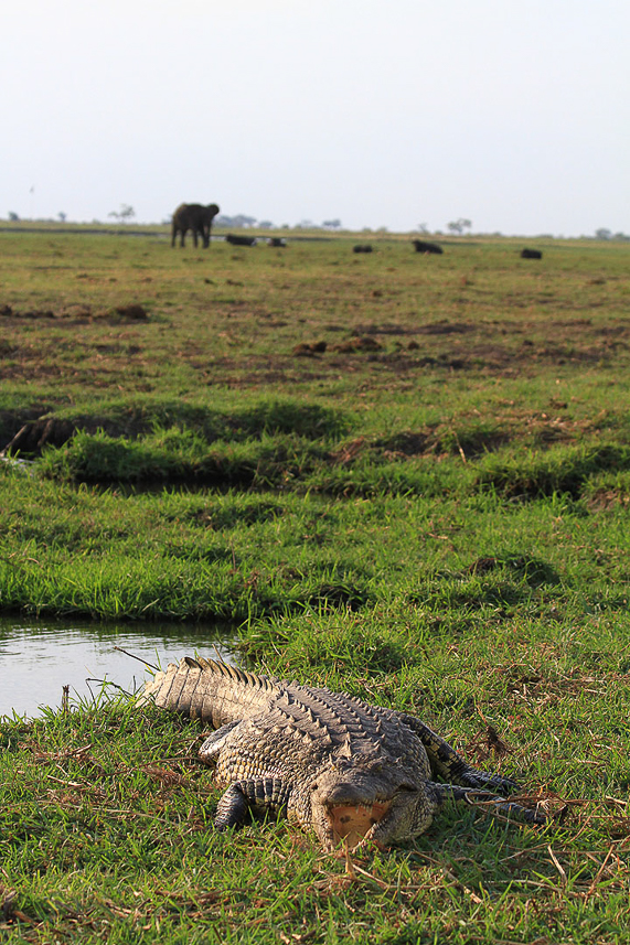 Crocodile in Chobe