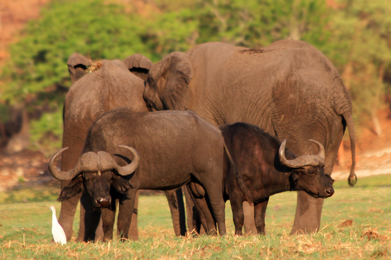 Buffalos and elephants