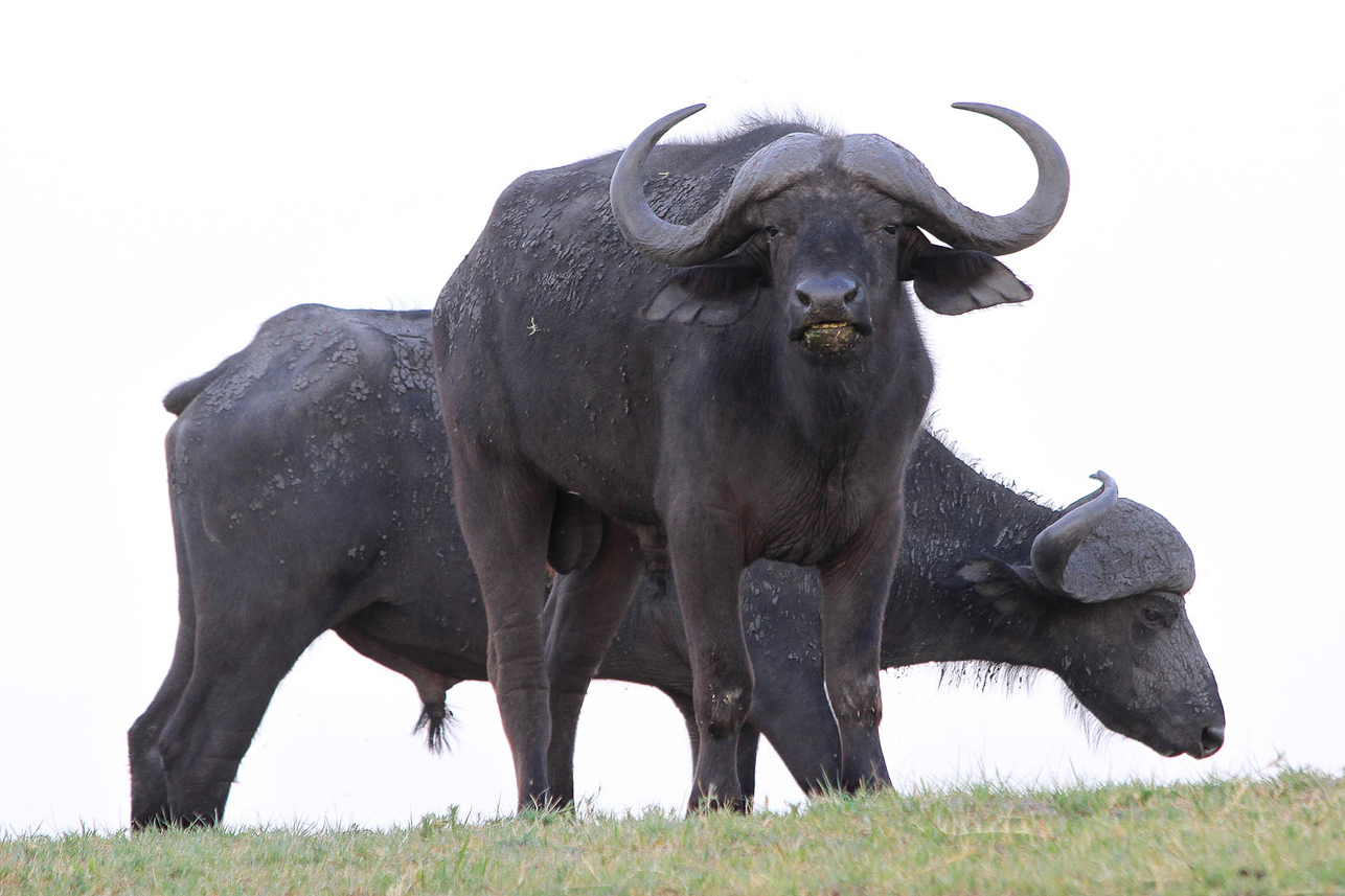 Buffalos along the Chobe river