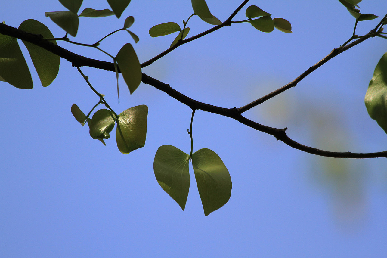 Fresh leaves