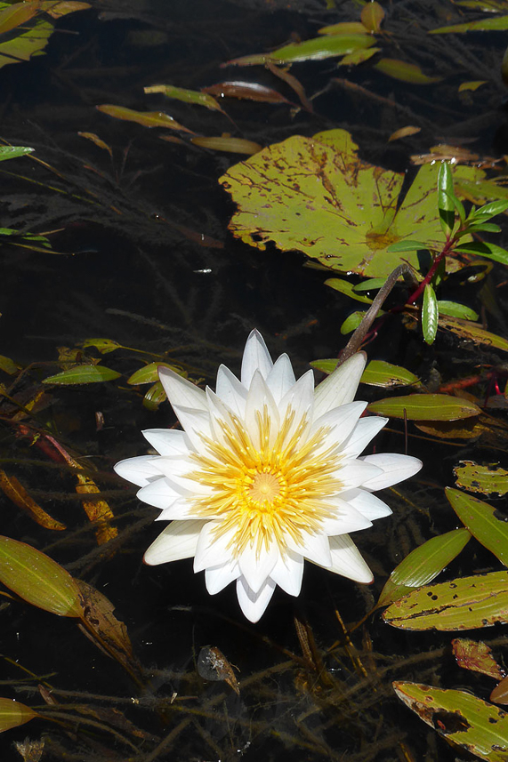 Water lily