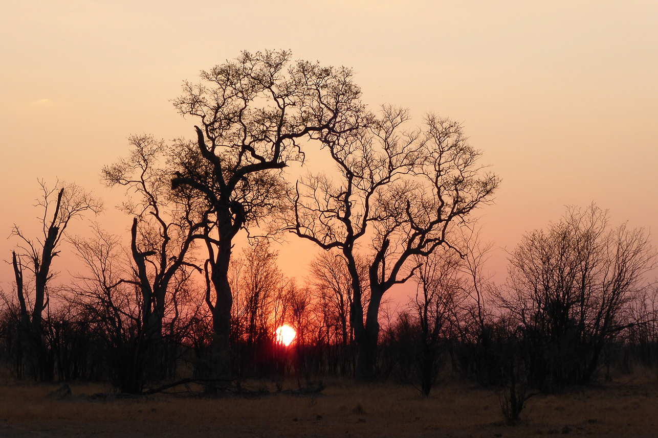 Sunset in Savuti