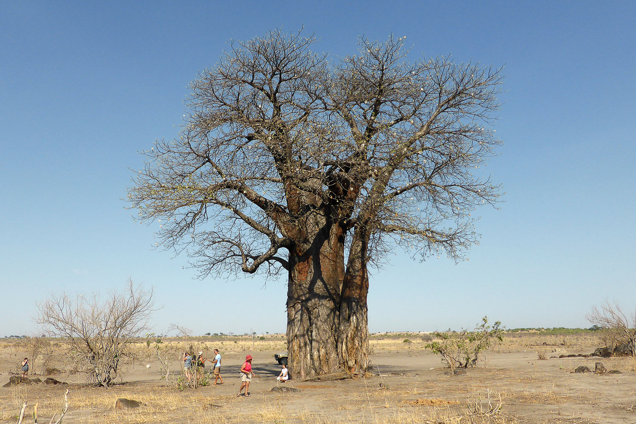 Baobab tree